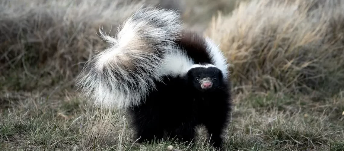 skunk-defensive-position